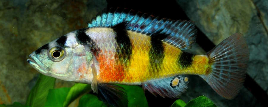 Astatotilapia latifasciata  Zebra Obliquidens Cichlid - Ikanesia