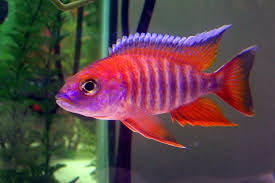 Aulonocara jacobfreibergi  Eureka Red Peacock Cichlid