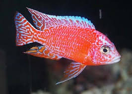 Aulonocara sp  Dragon Blood' albino - Ikanesia