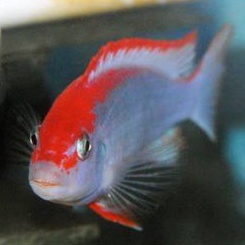 Pseudotropheus perspicax  Red Ndumbi  Ikanesia Red Ndumbi  Ikanesia