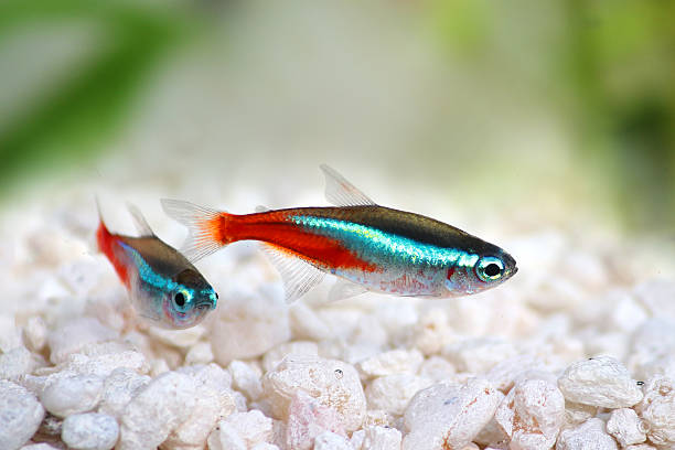 Paracheirodon innesi  Neon Tetra - Ikanesia