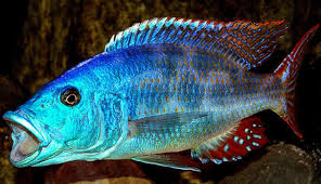 Nimbochromis Fuscotaeniatus Fusqo Cichlid - Ikanesia