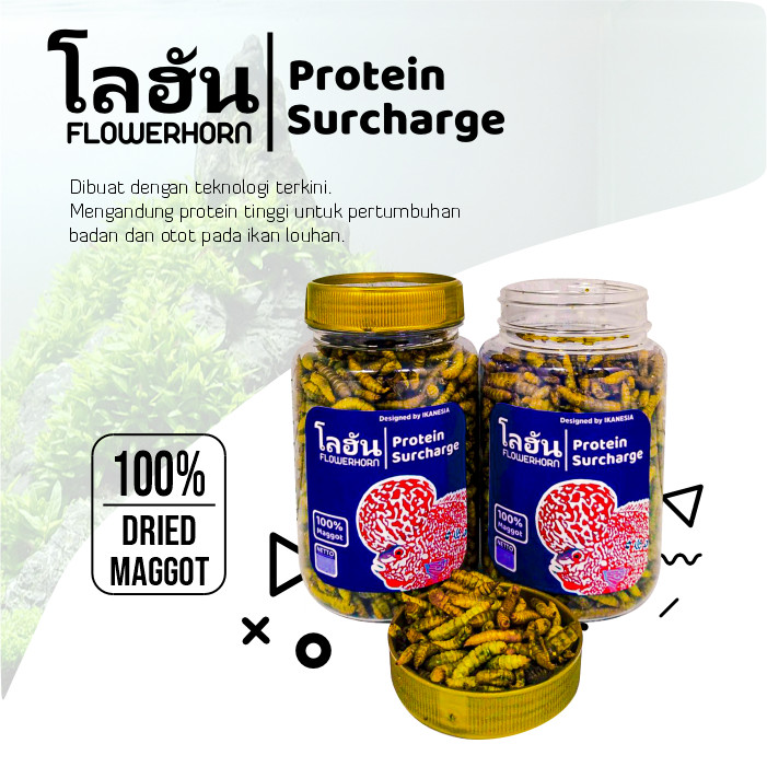  Protein Surcharge Maggot Louhan - Ikanesia 