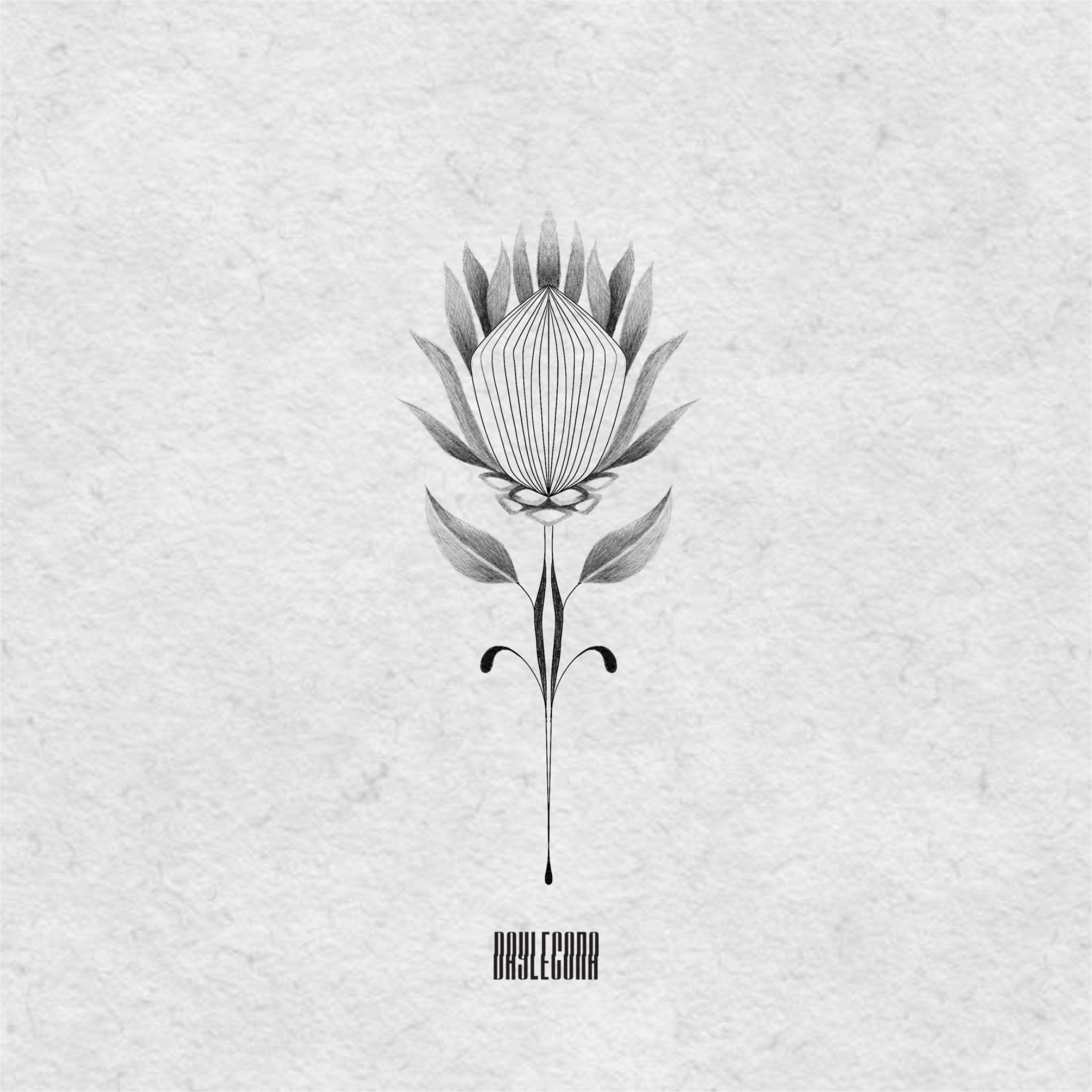 Protea corte transversal