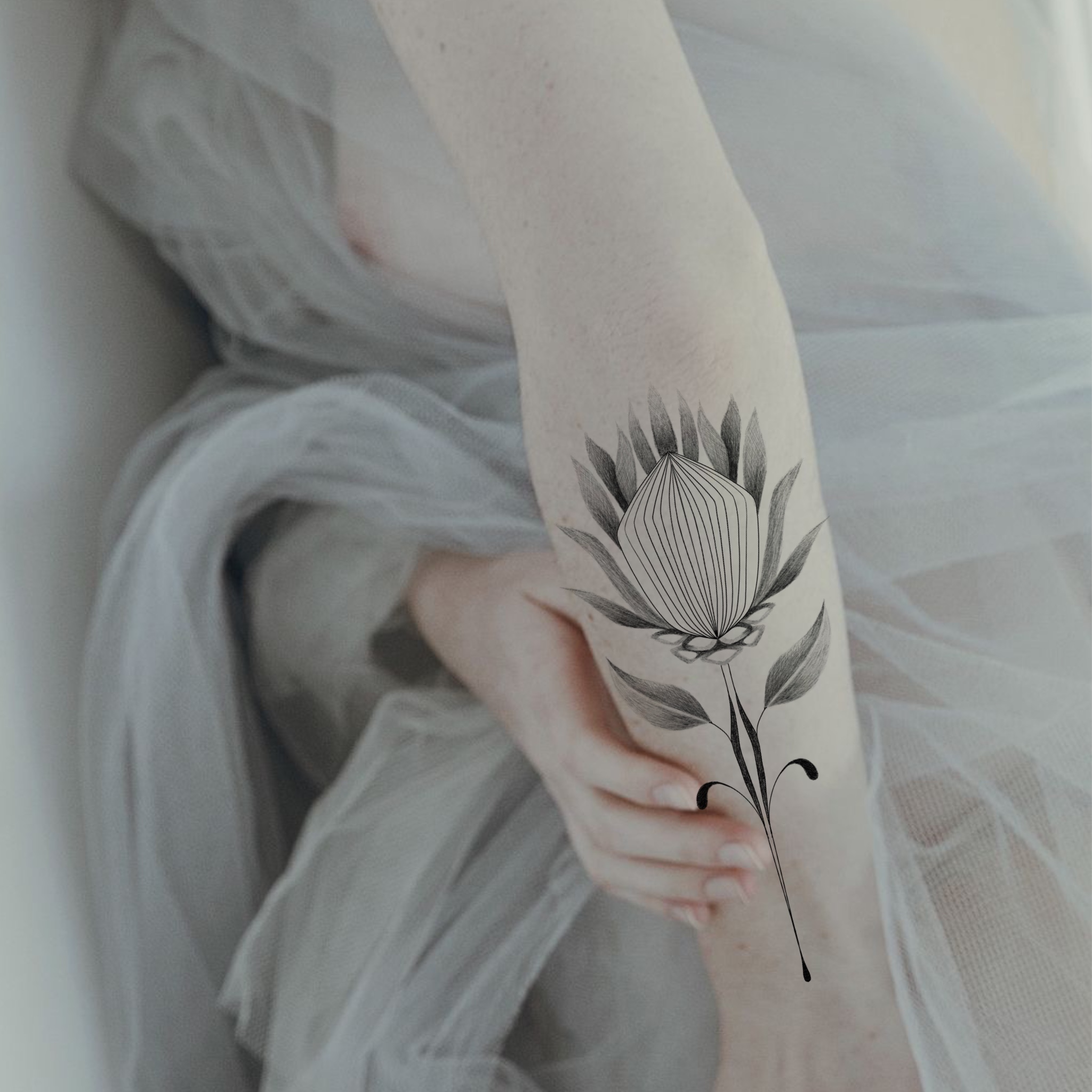 Protea corte transversal