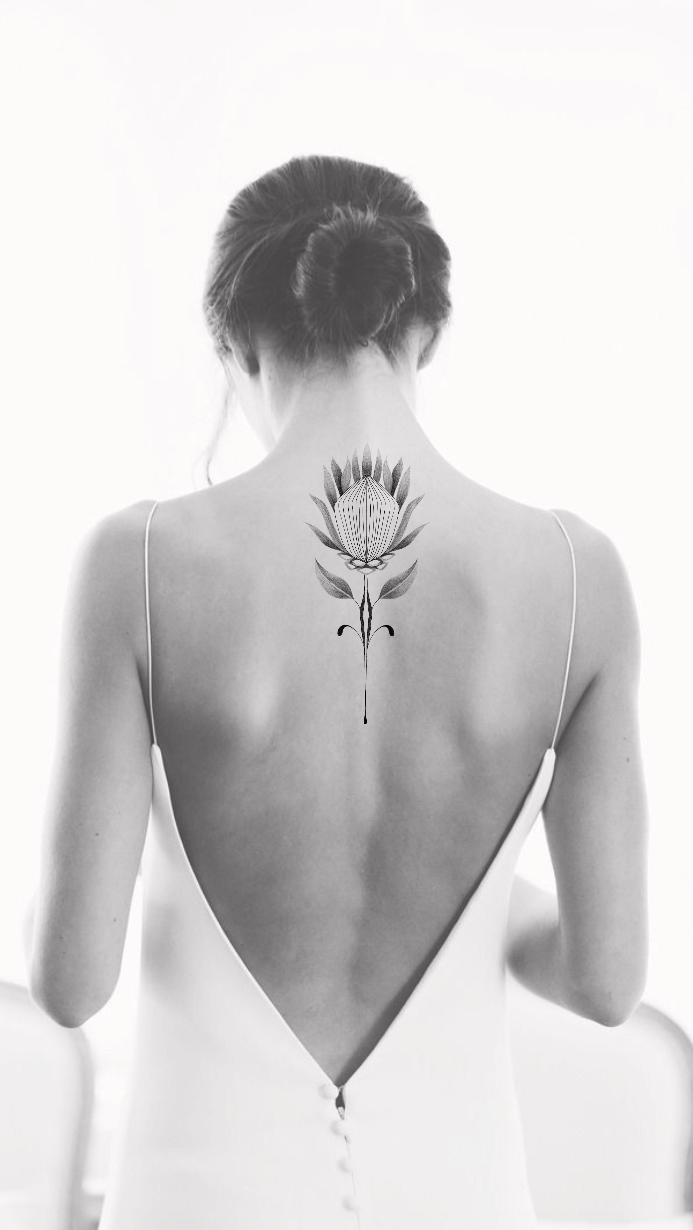 Protea corte transversal