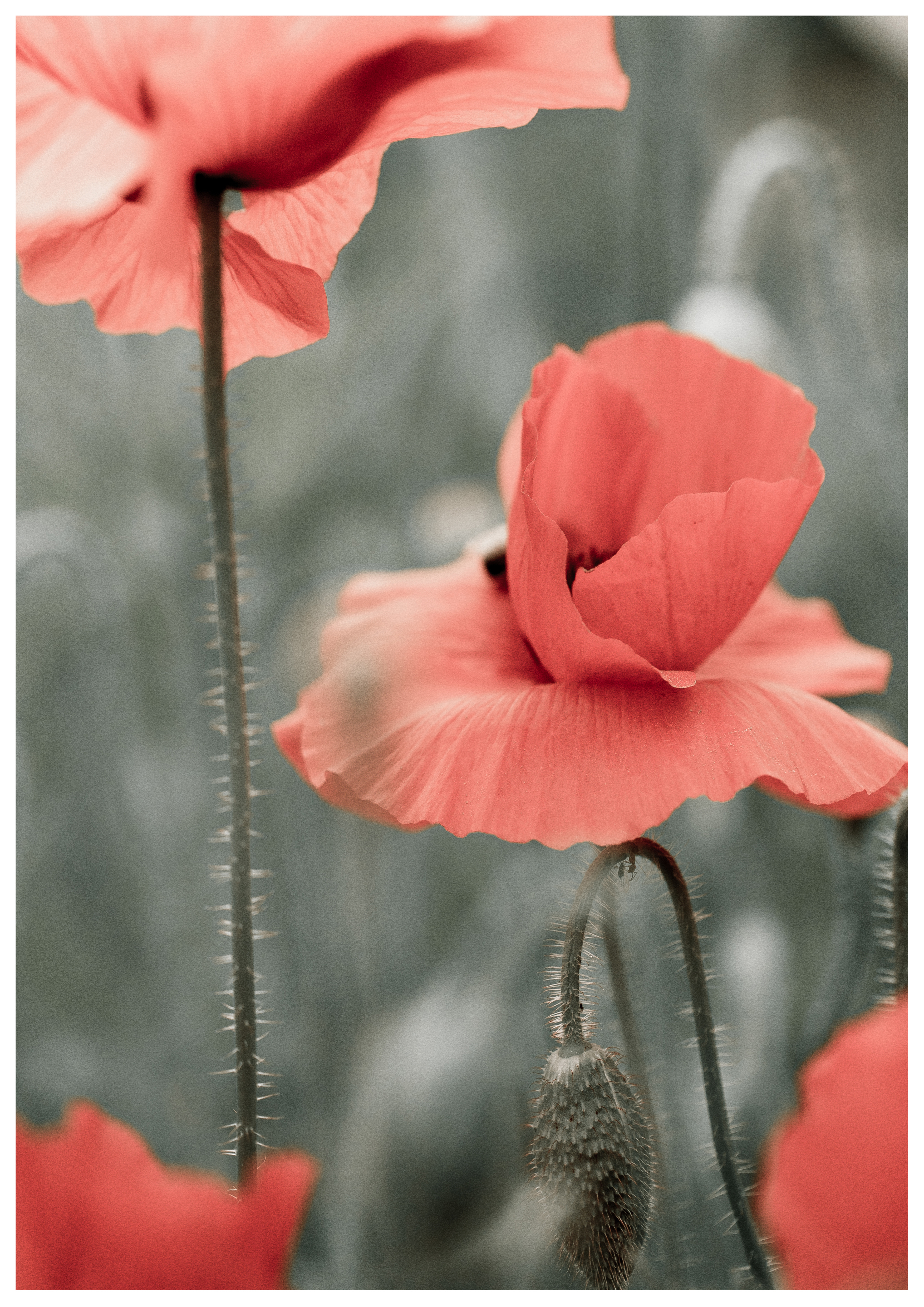 Poppy