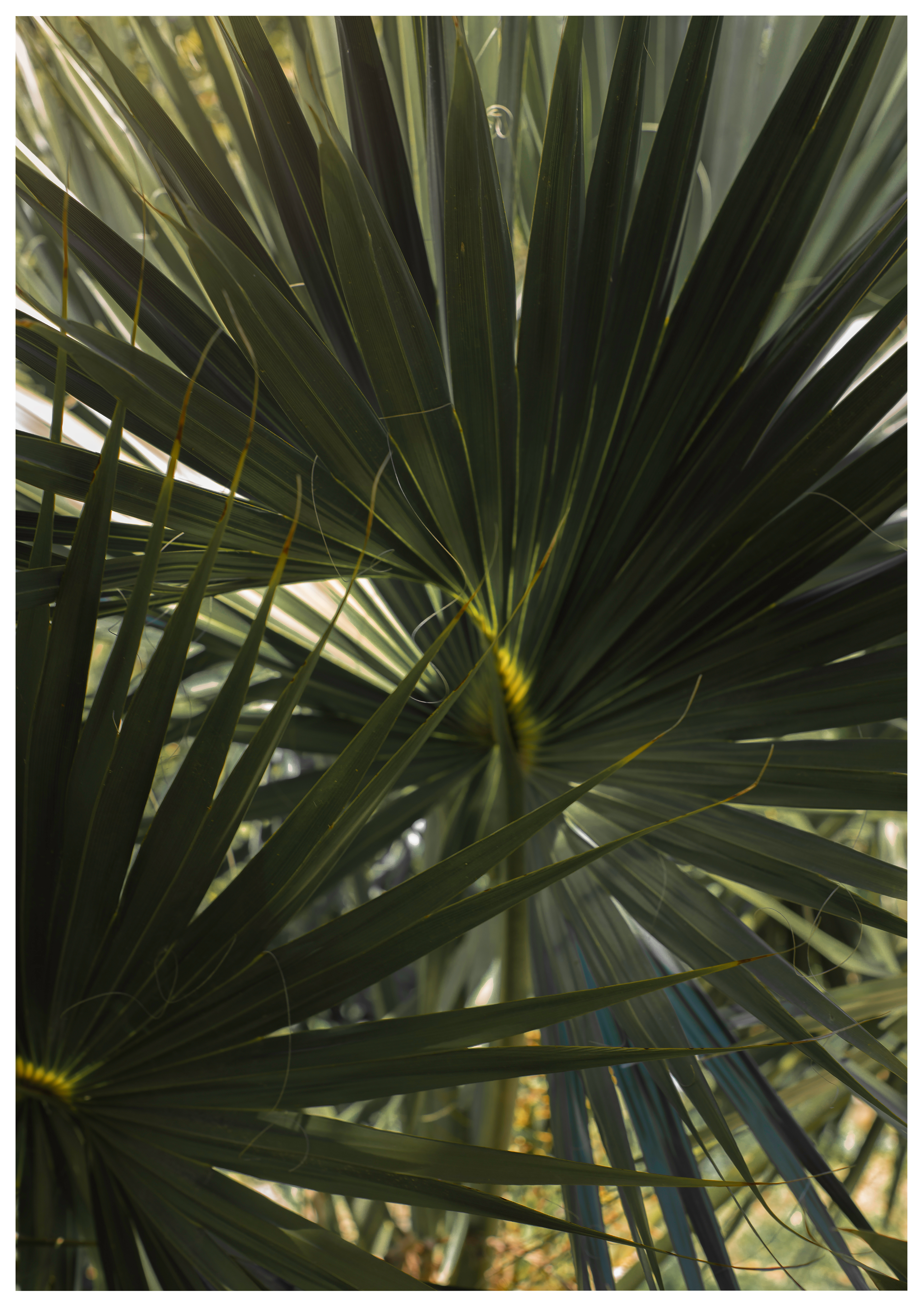Palms