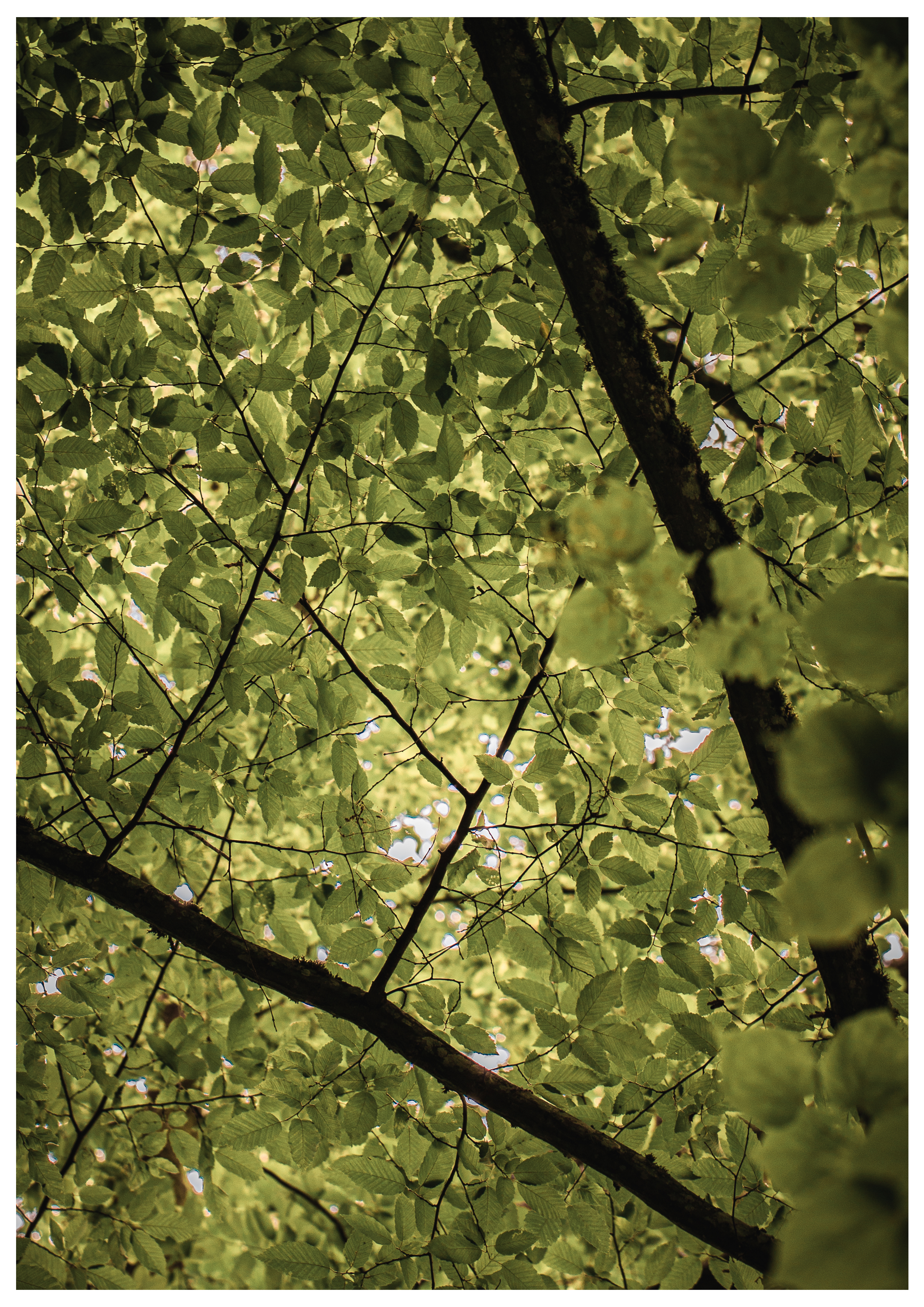 In the forest