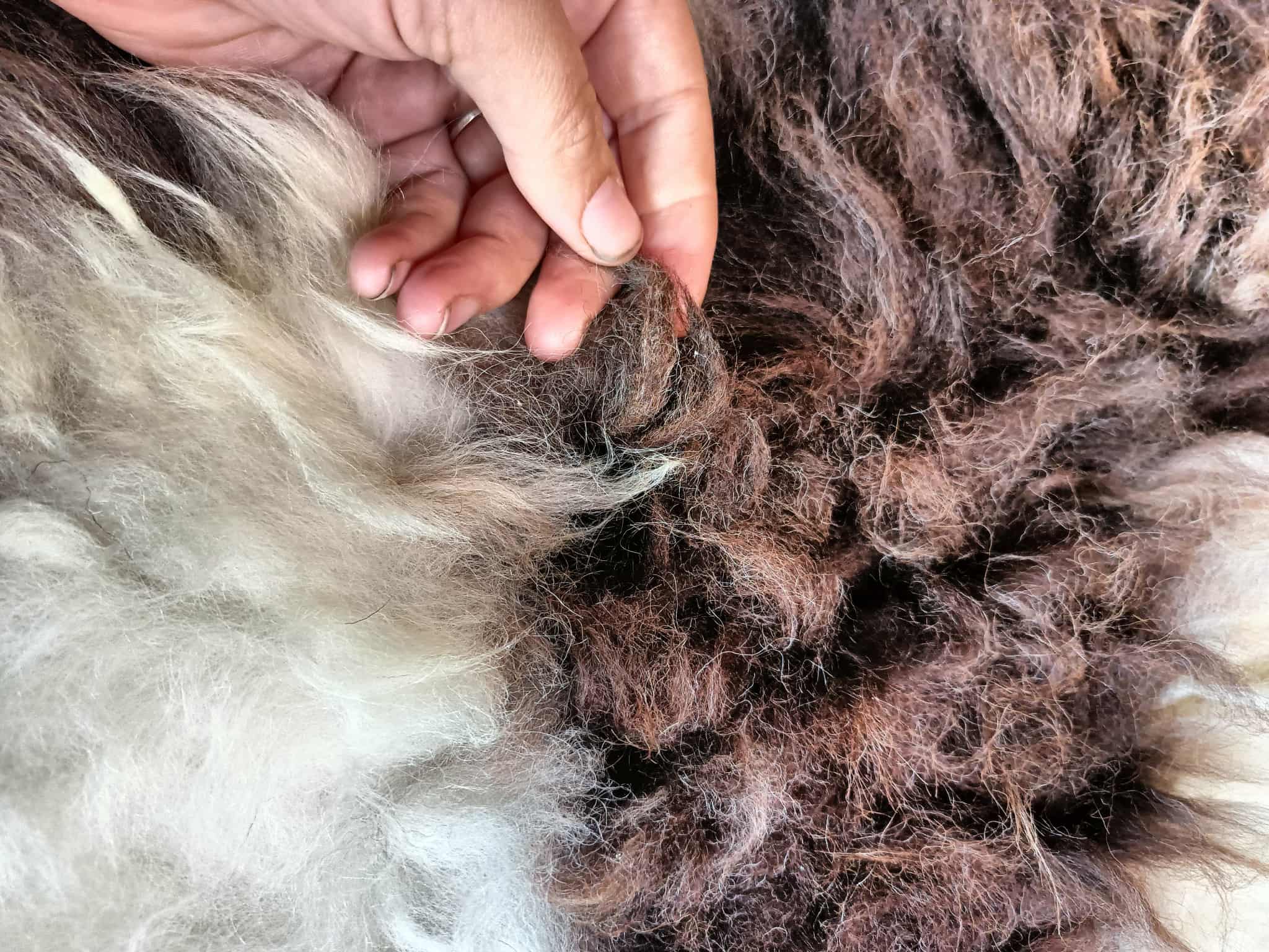 Sheepskins