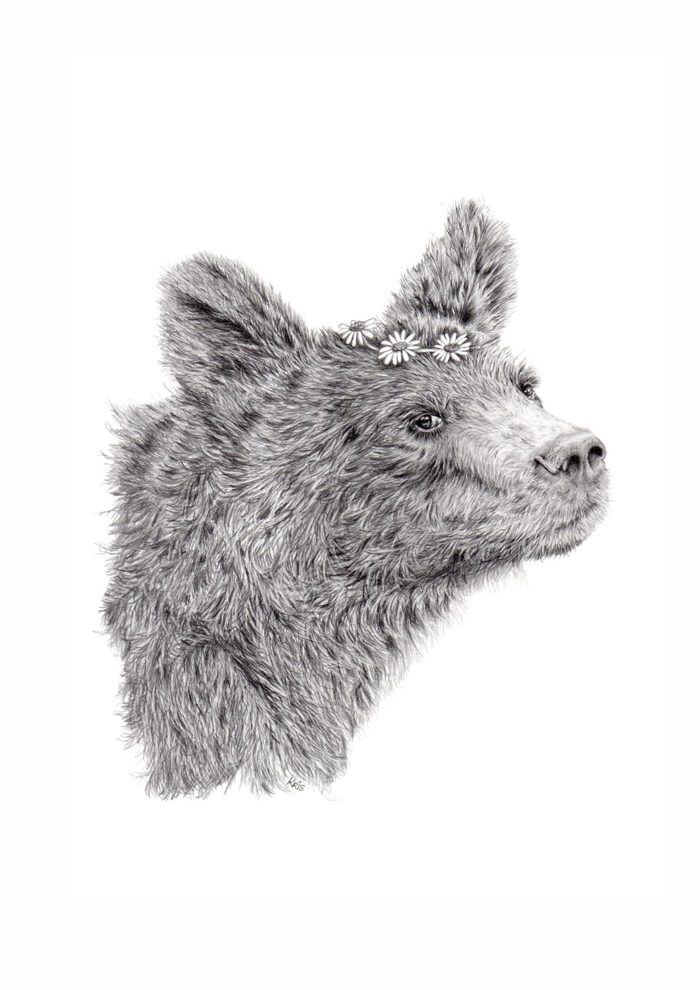 DAISY BEAR
