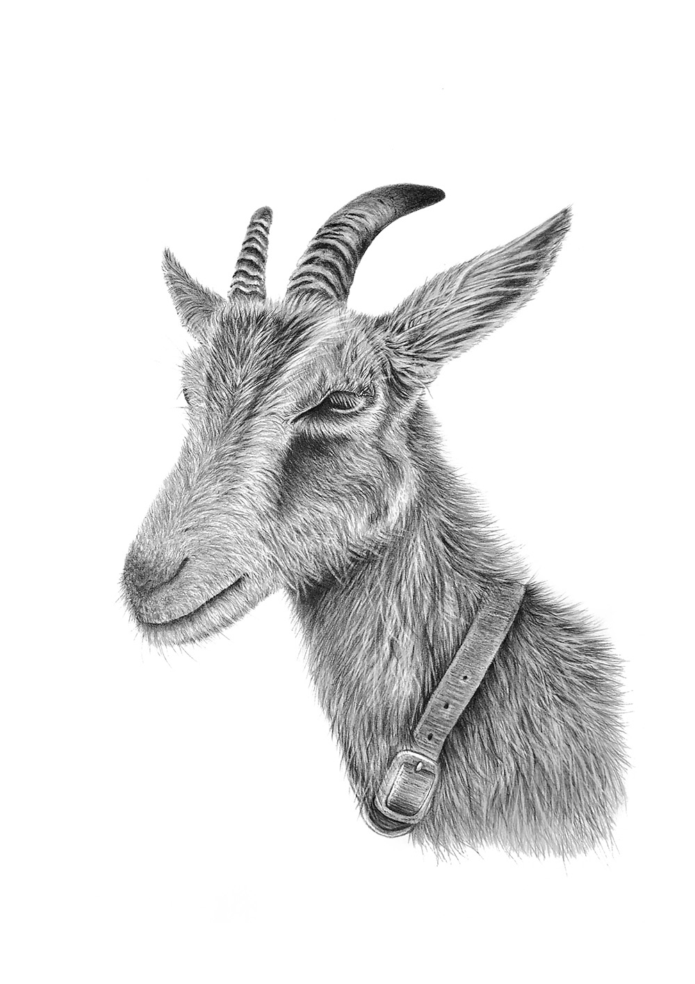 GET YOUR GOAT