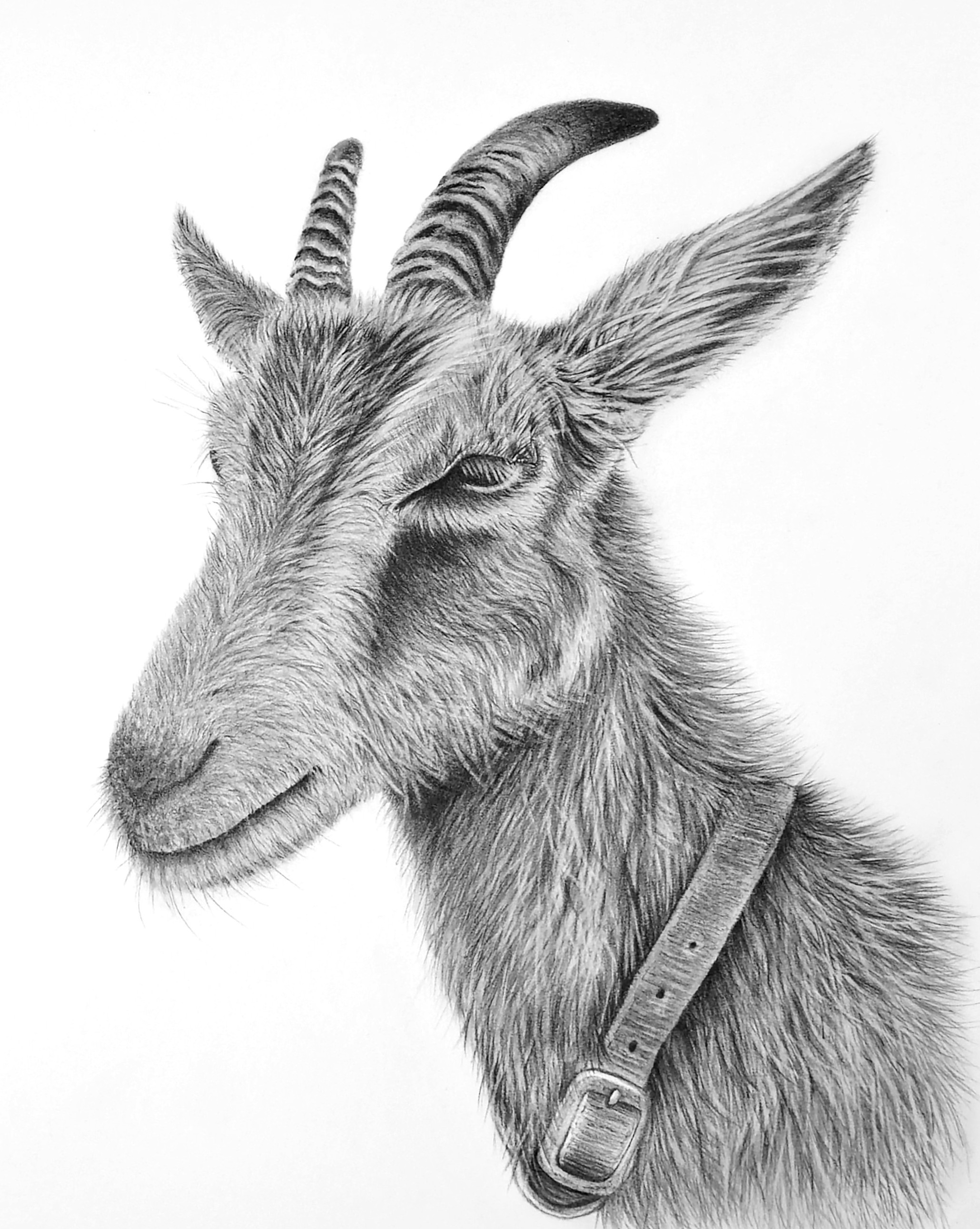 GET YOUR GOAT
