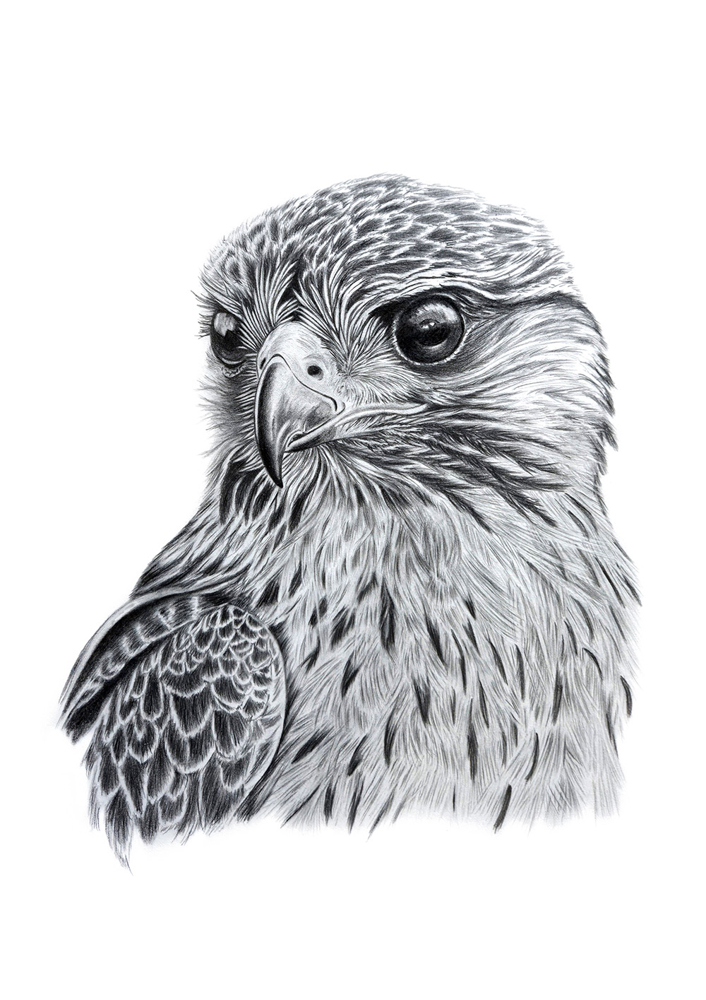 FALCON