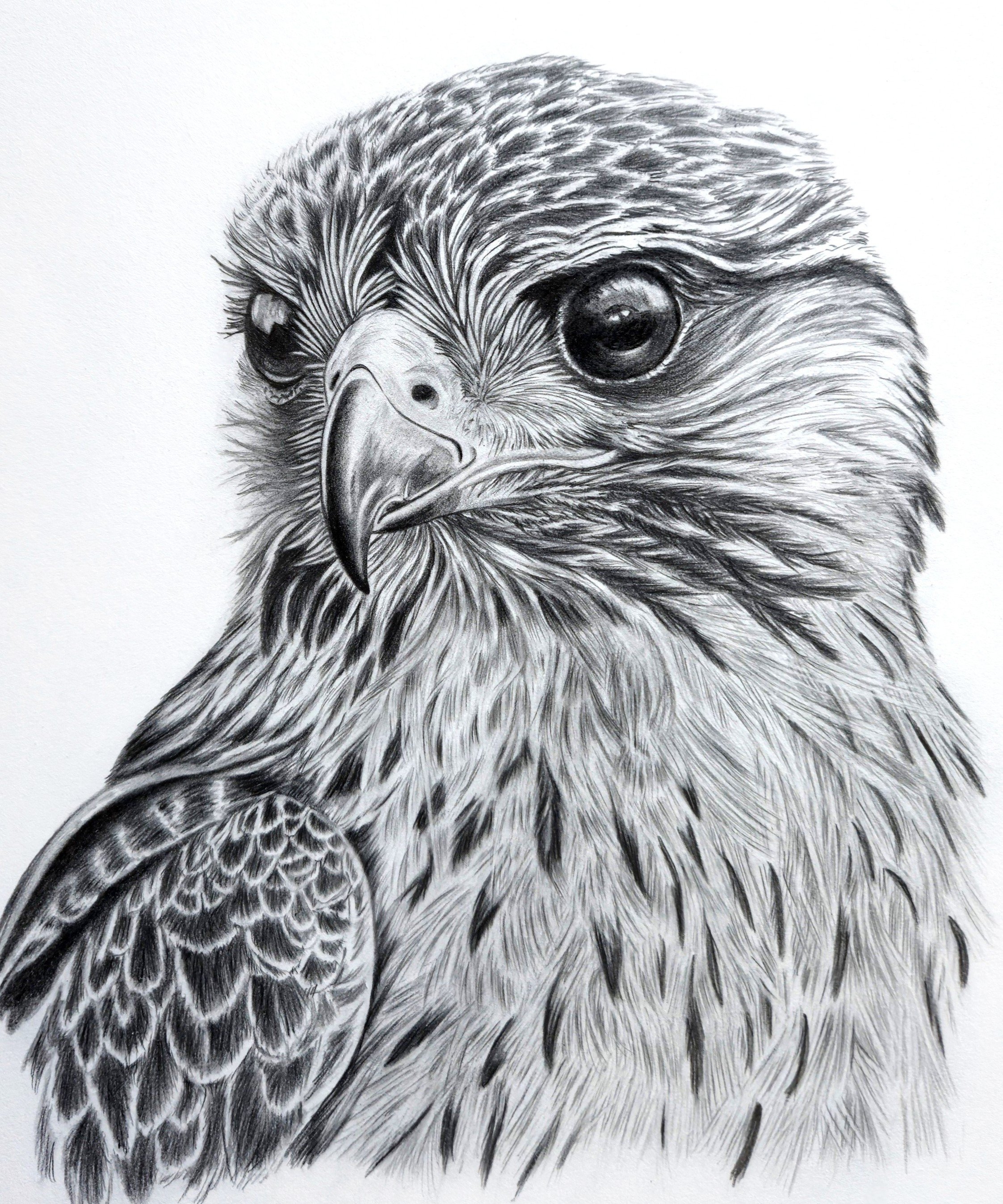 FALCON