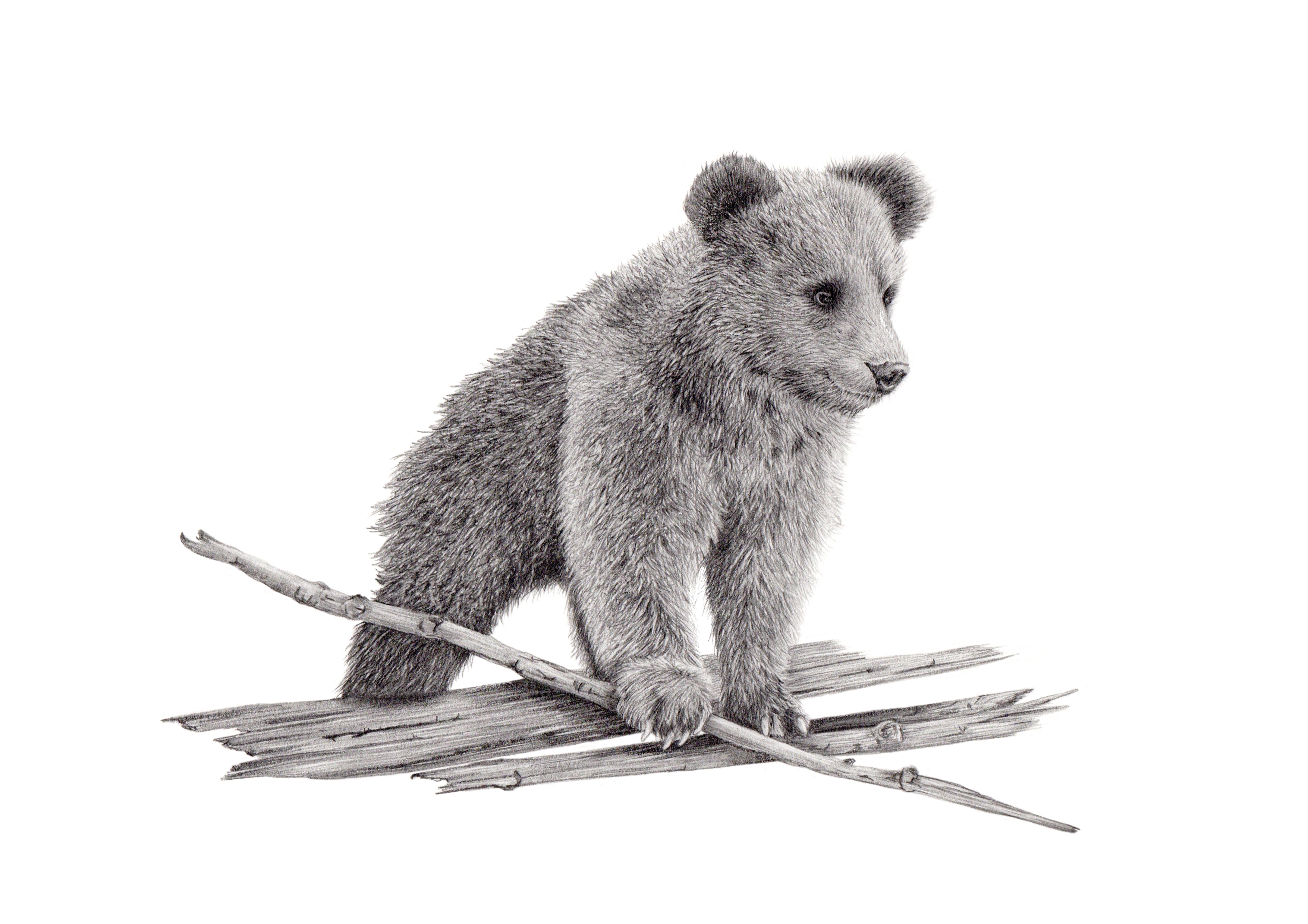 LITTLE BEAR