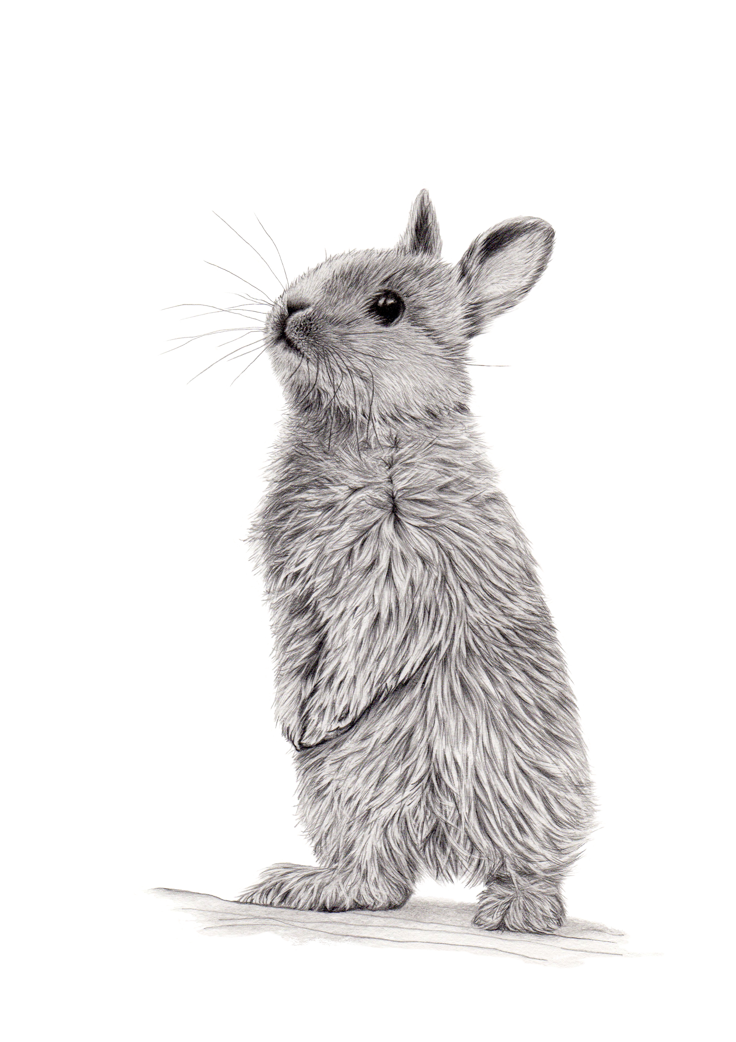 BUNNYKINS 