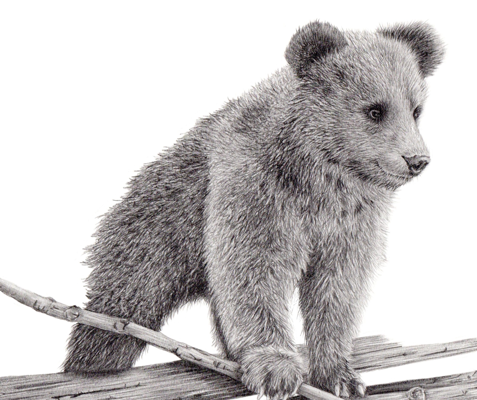 LITTLE BEAR