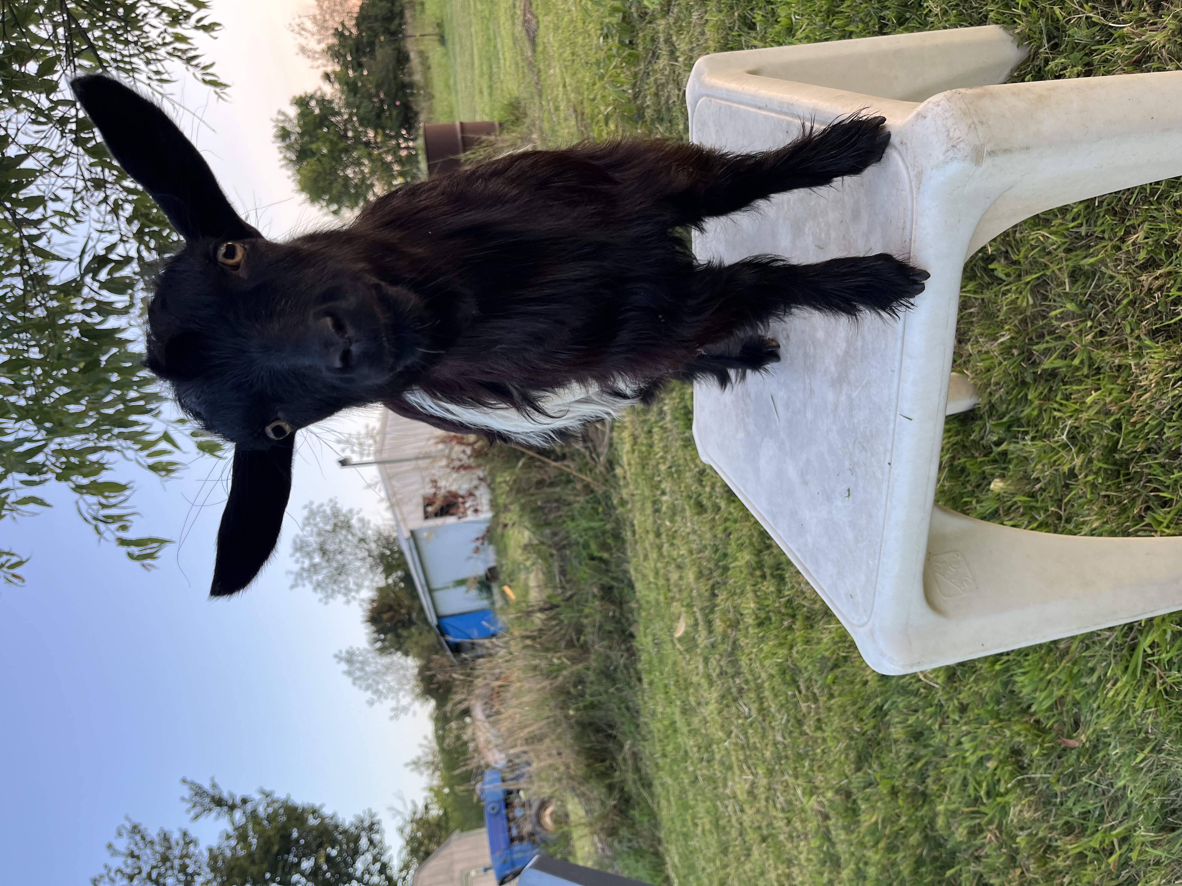 BioThane Goat Collars - PREORDER