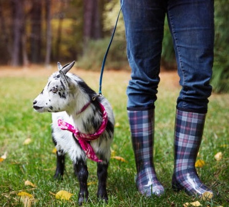 BioThane Goat Collars - PREORDER