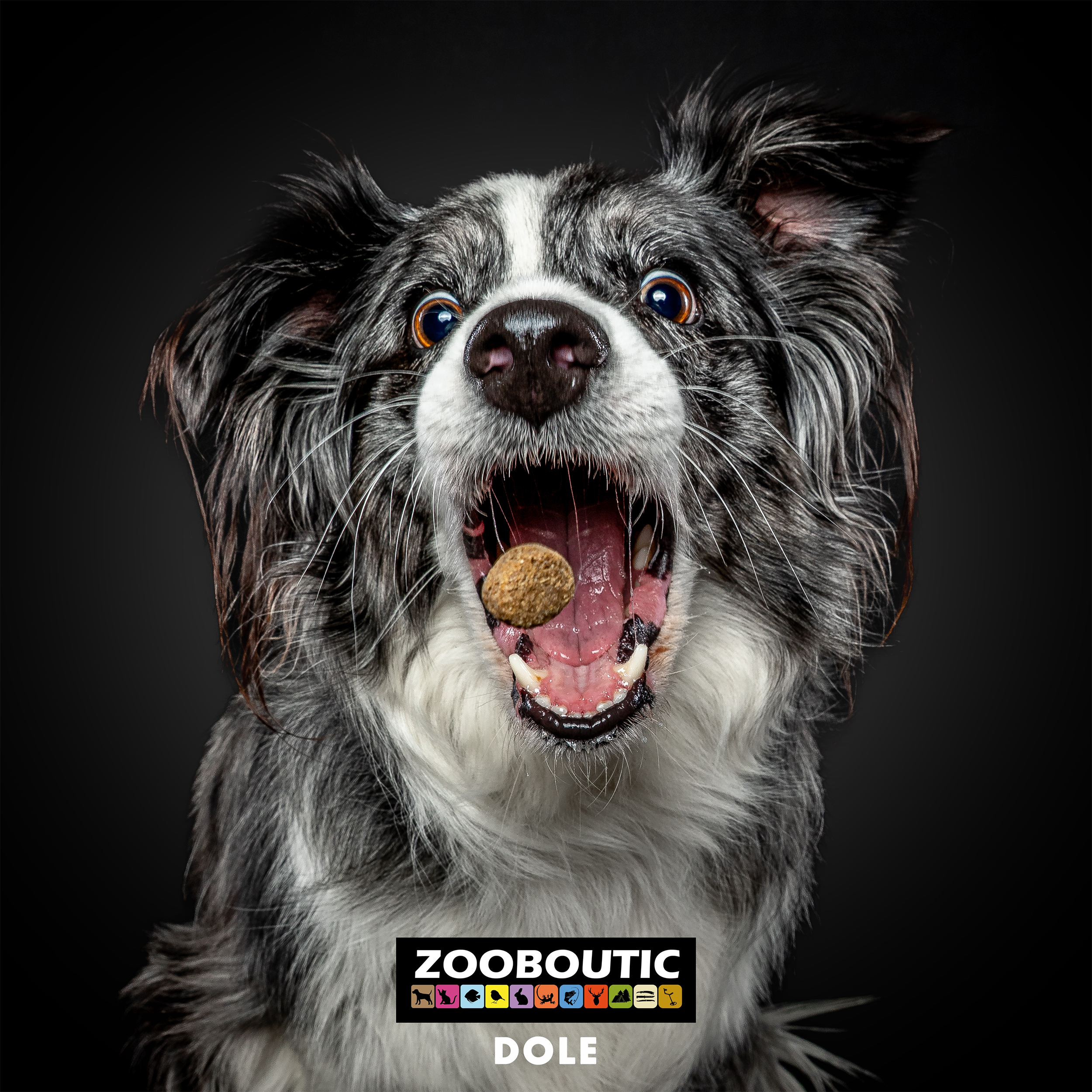 ZOOBOUTIC samedi 29 novembre 2025