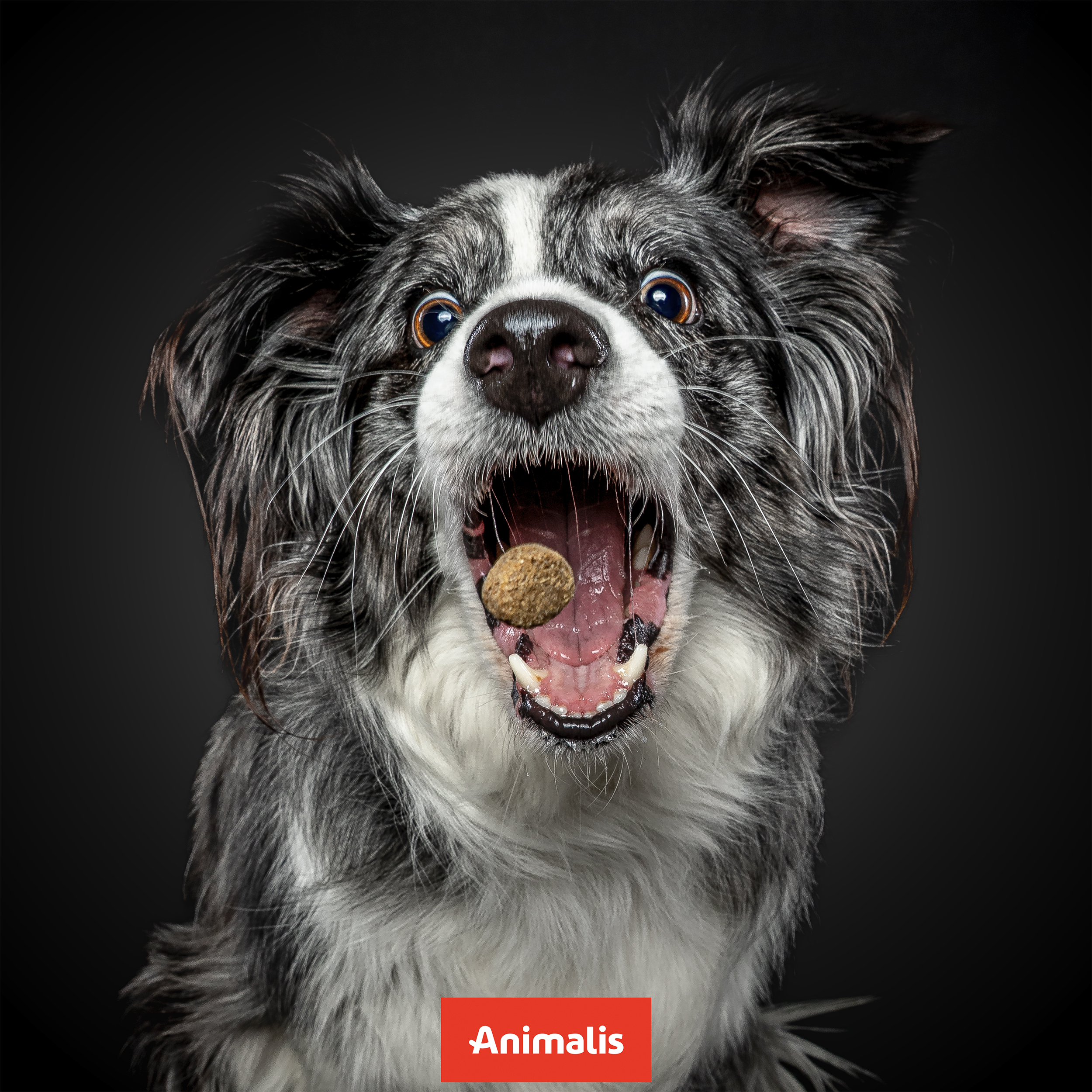 ANIMALIS samedi 22 novembre 2025