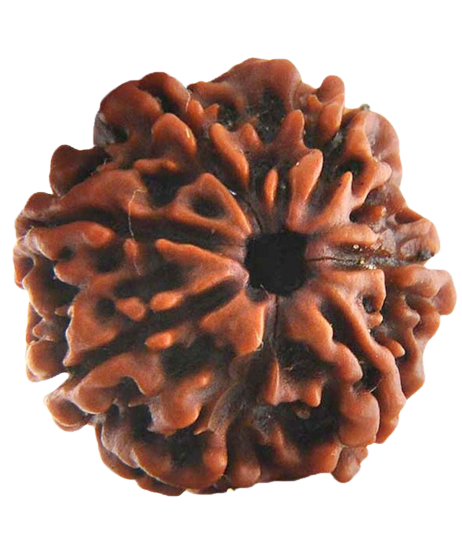 Rudraksha