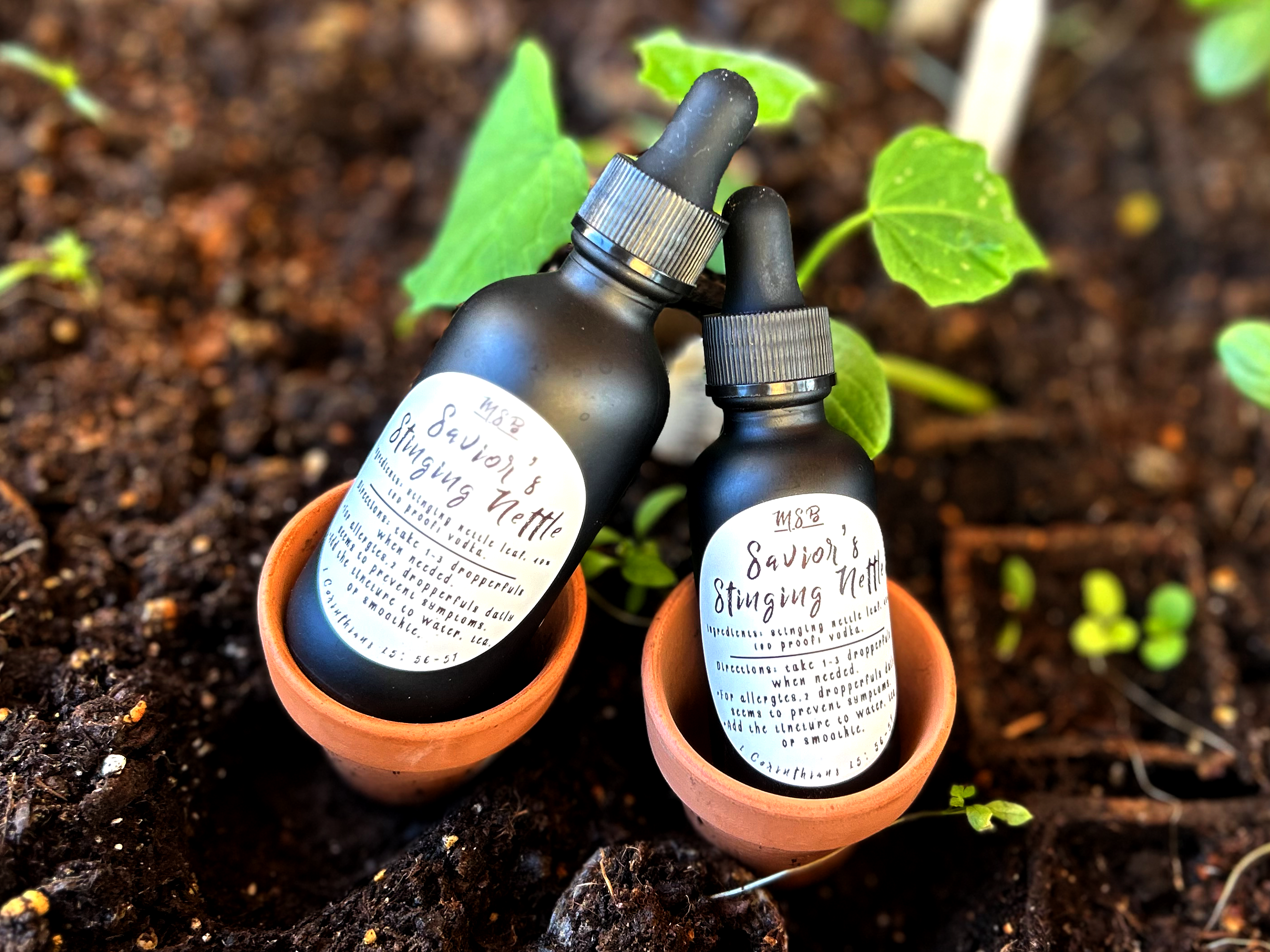 Savior's Stinging Nettle (Menstrual bleeding/Circulation/Allergy relief/Gout/BPH)