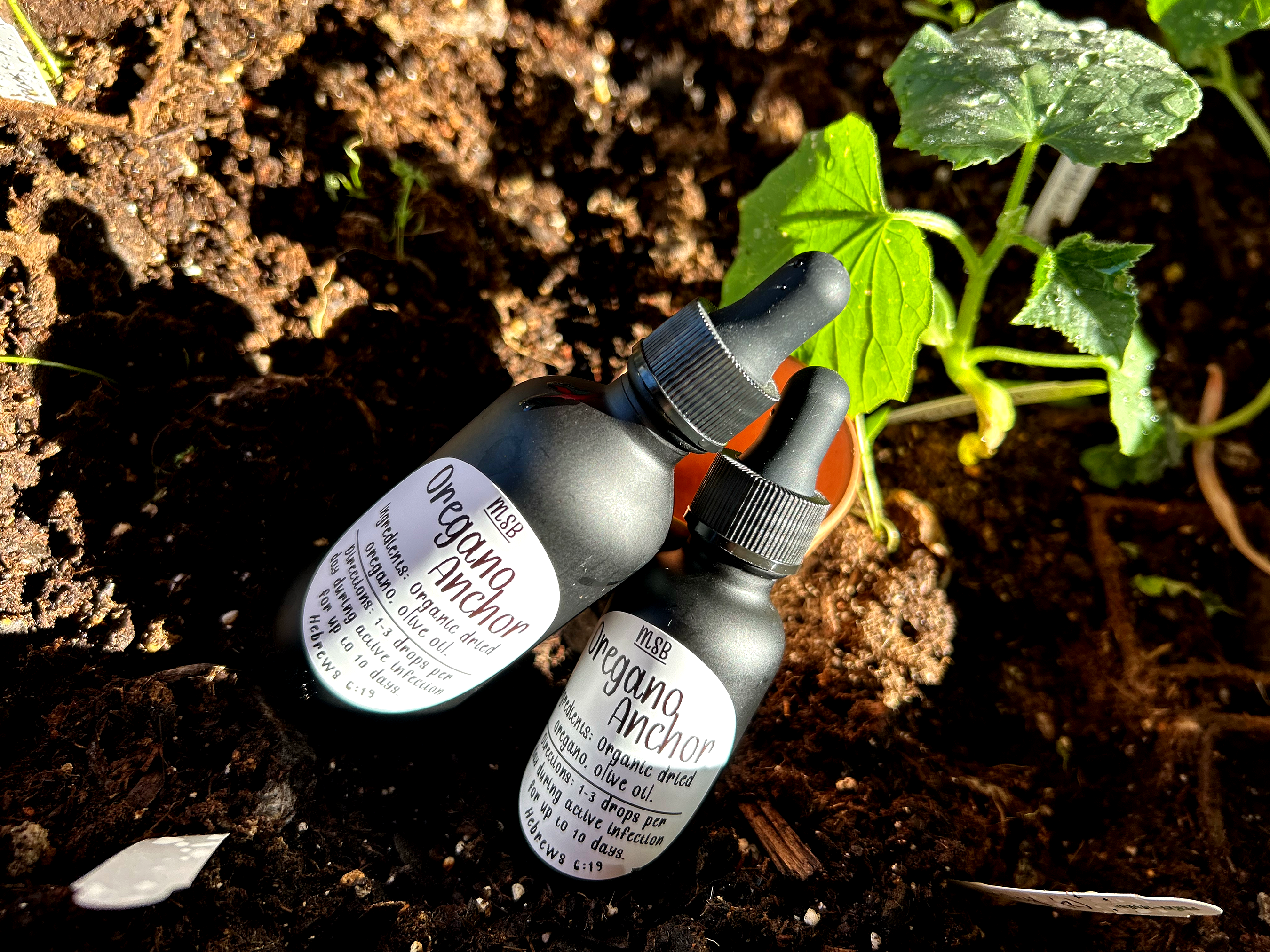 Oregano Anchor (Antibiotic/Antifungal/Antiviral treatment)