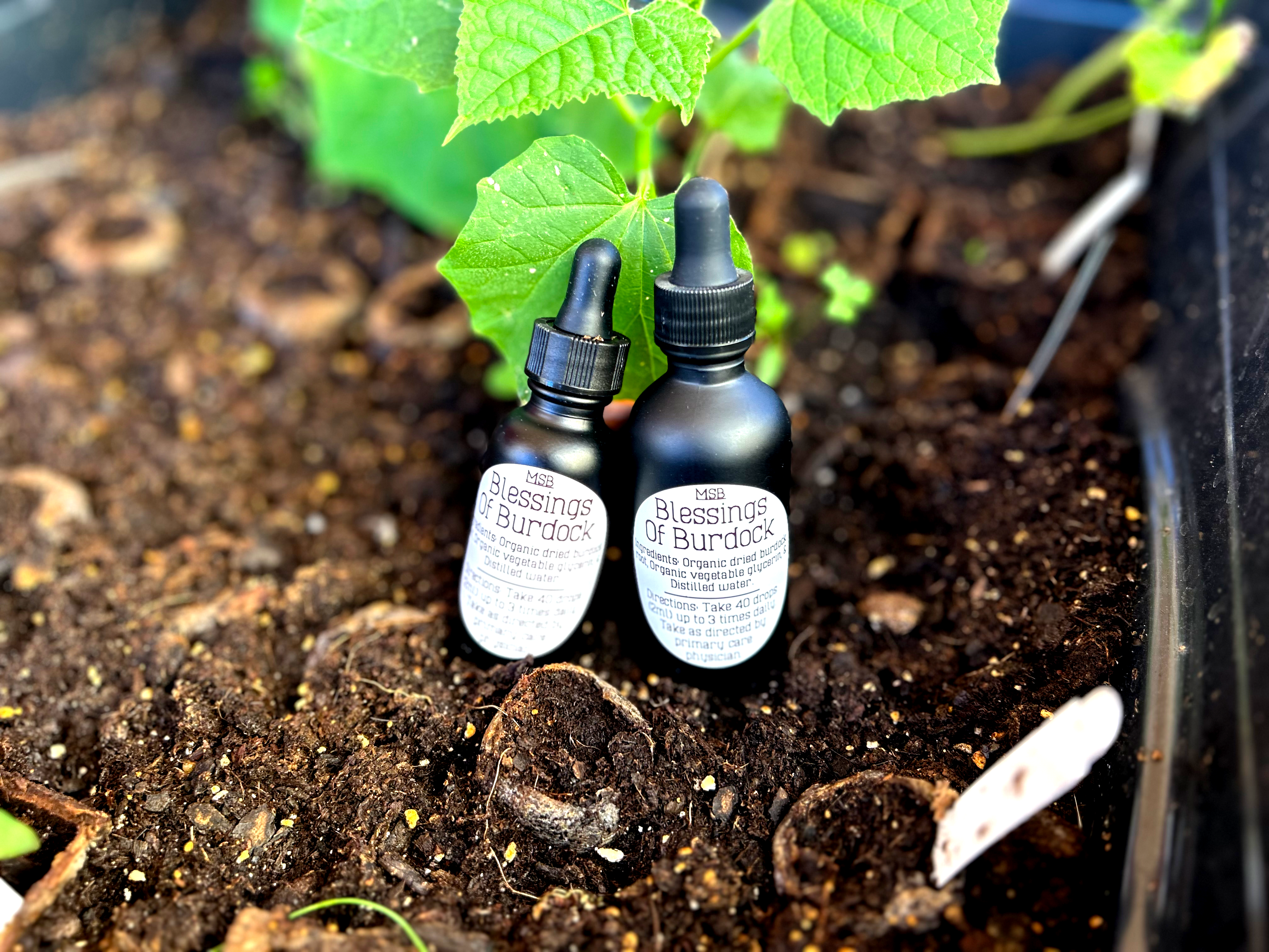 Blessings of Burdock - Alcohol Free (Cancer prevention/Immune system/Diuretic/Blood purifier)