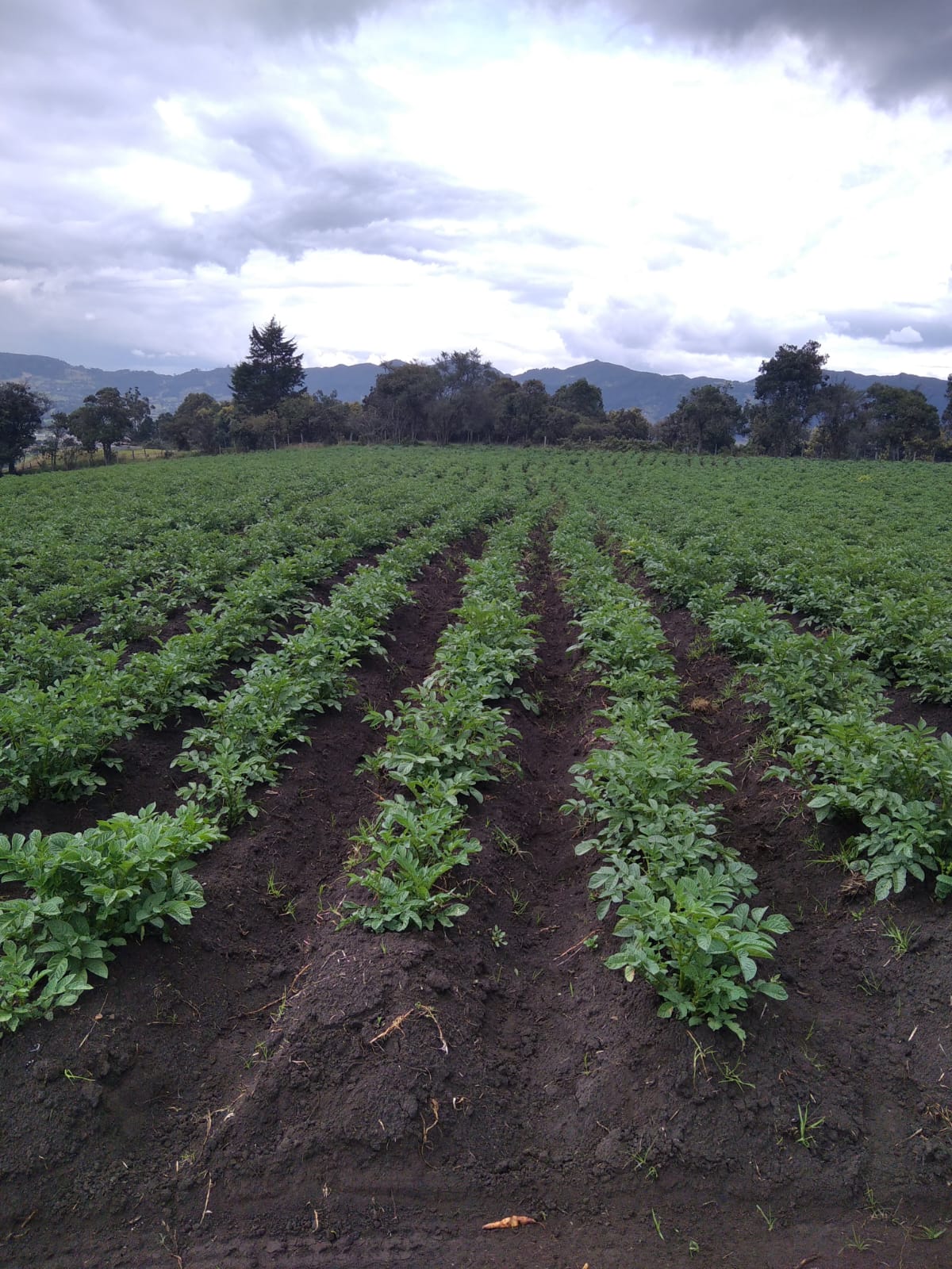 Vendo finca muy linda en Subachoque $2.880'000.000