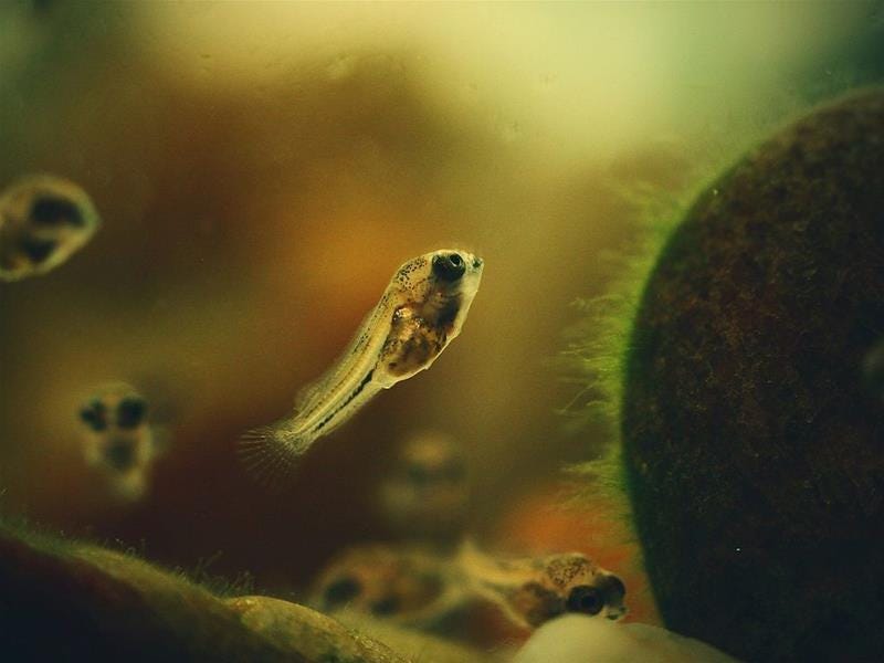 Entrada Niños 8-16 años