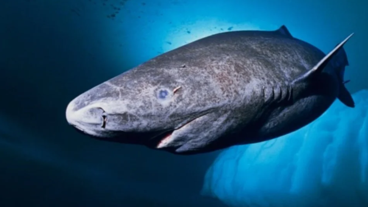 Entrada Mayores de 65