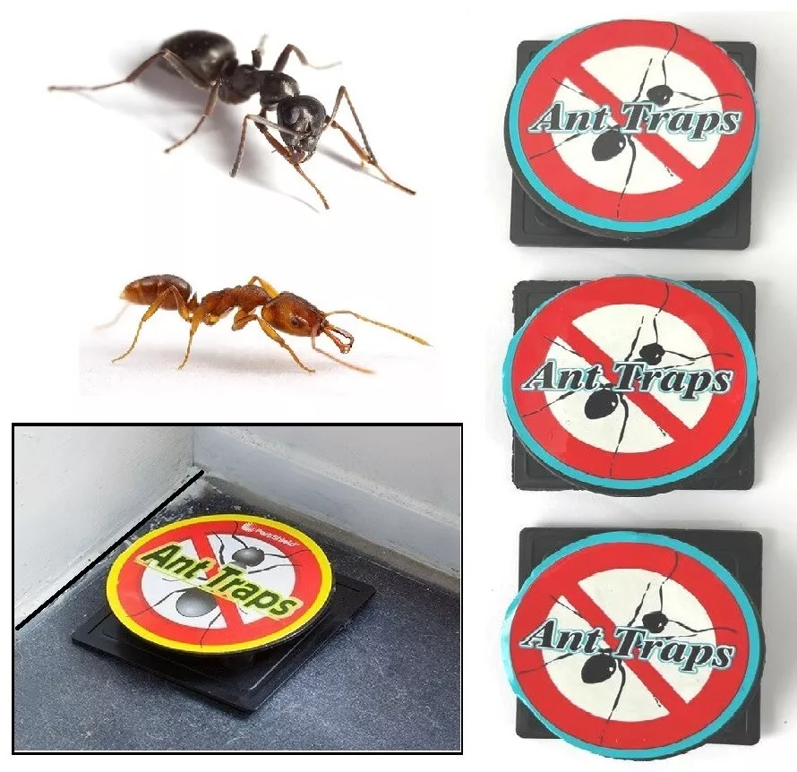 3 Pieces Ant trap Insect Catcher 