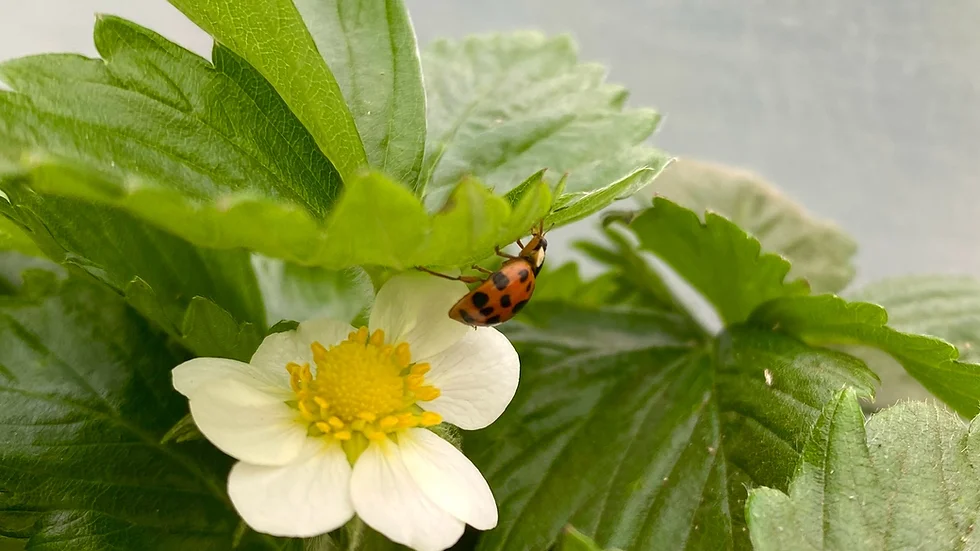 Happy Garden Silver Stud Earrings Cartoon Earrings choose design