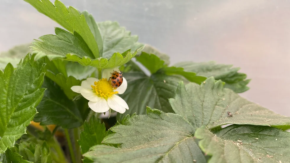 Happy Garden Silver Stud Earrings Cartoon Earrings choose design