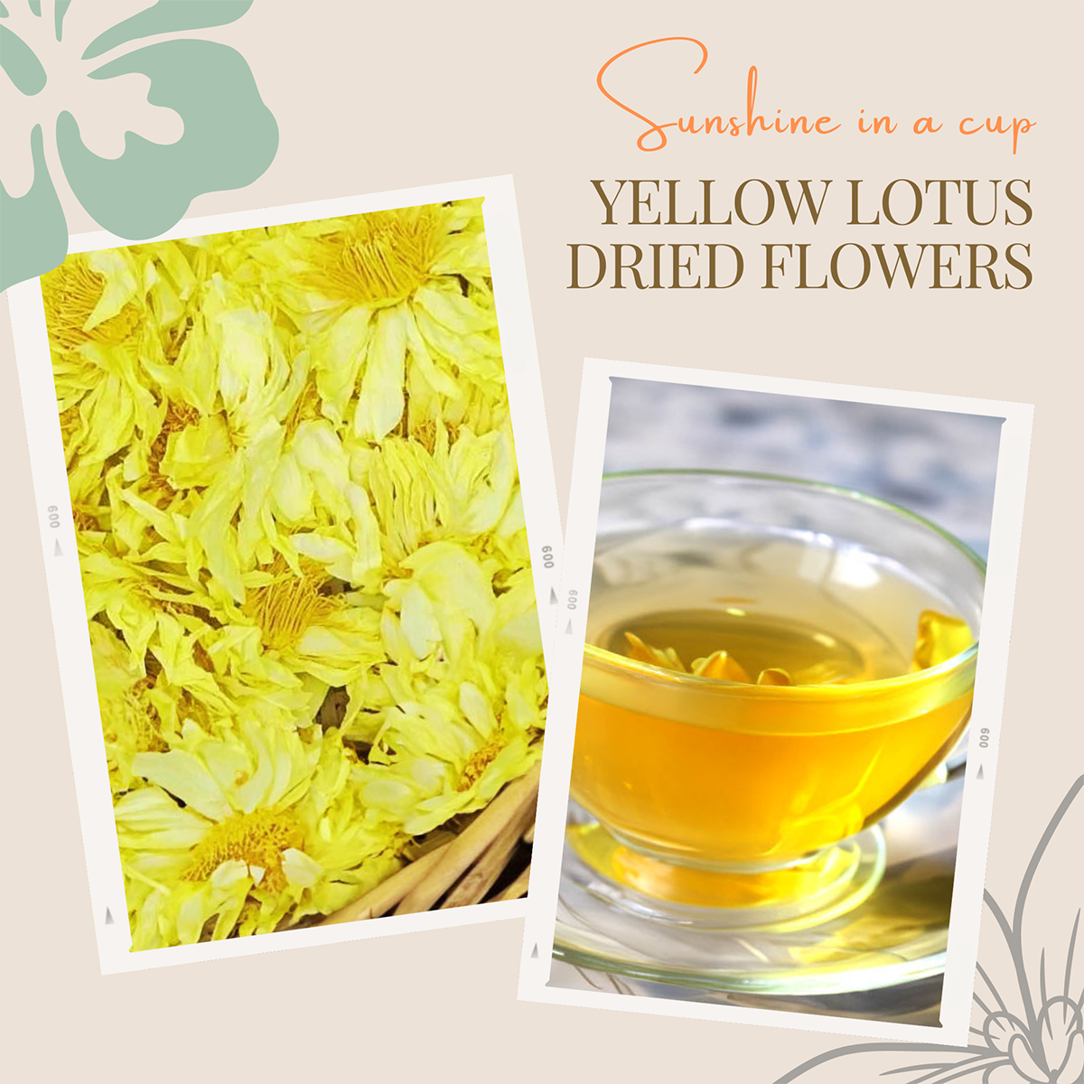 Yellow Lotus Dried Flowers