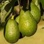 Avocado Powder
