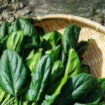 Spinach Powder