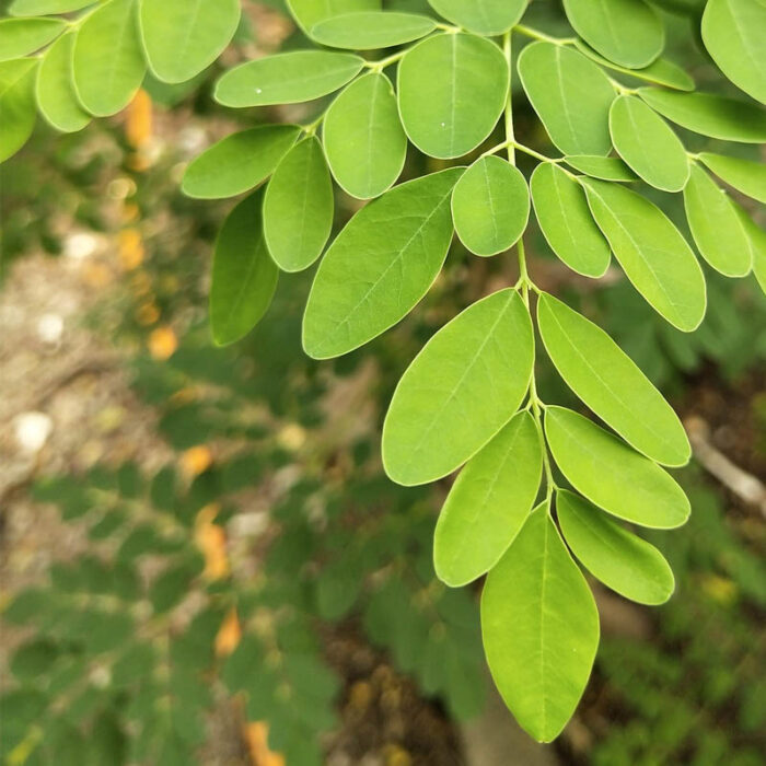 Moringa Leaf Powder