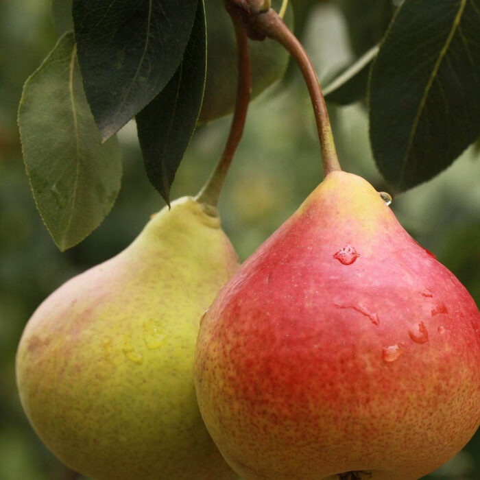Pear Powder