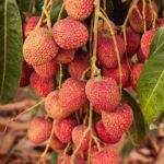 Lychee Powder