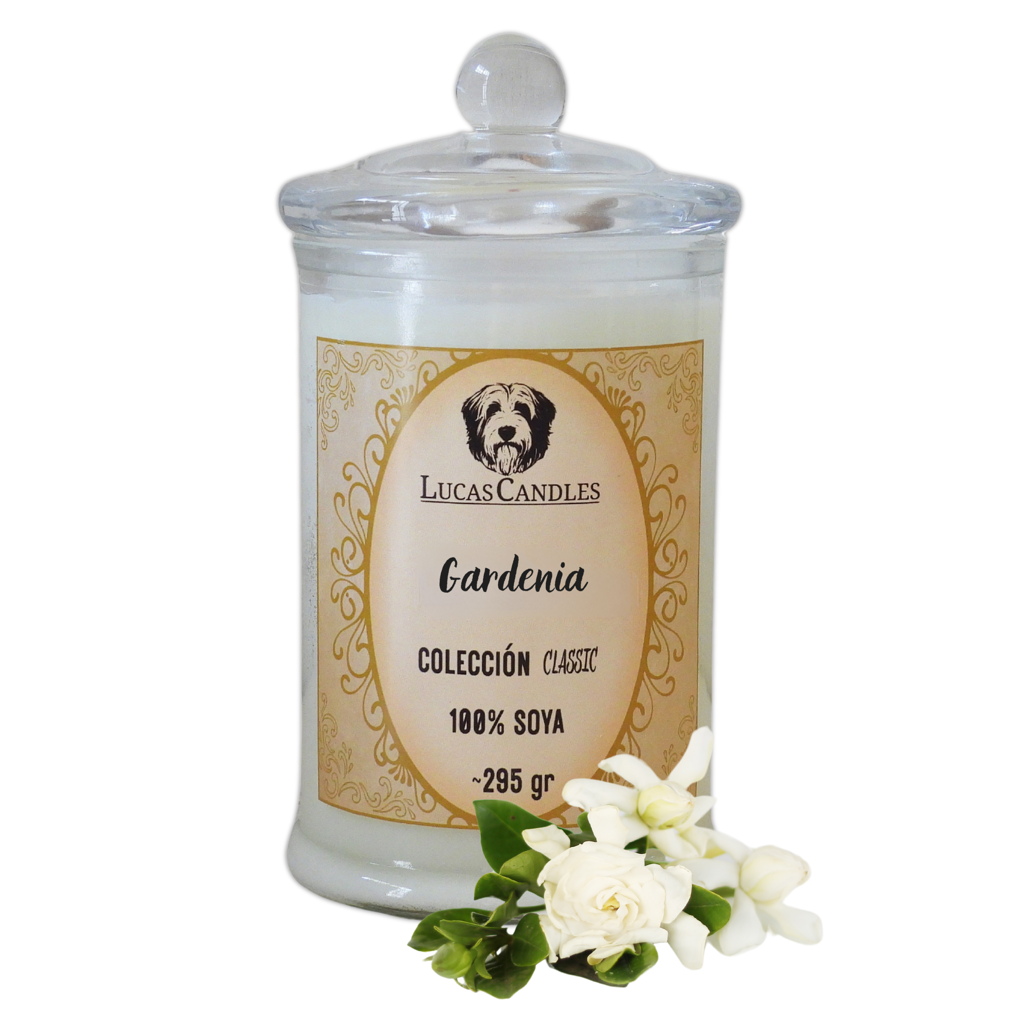 Gardenia 