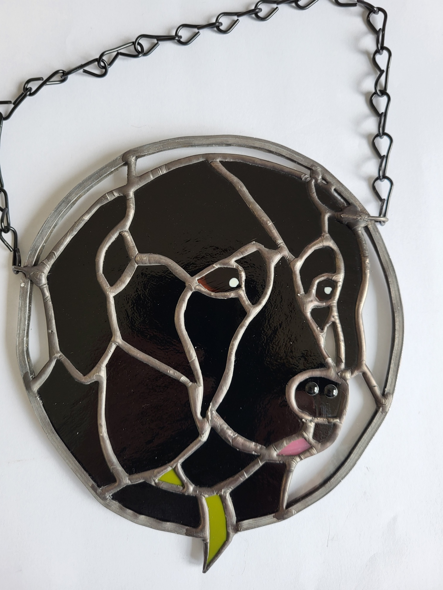 Black Labrador