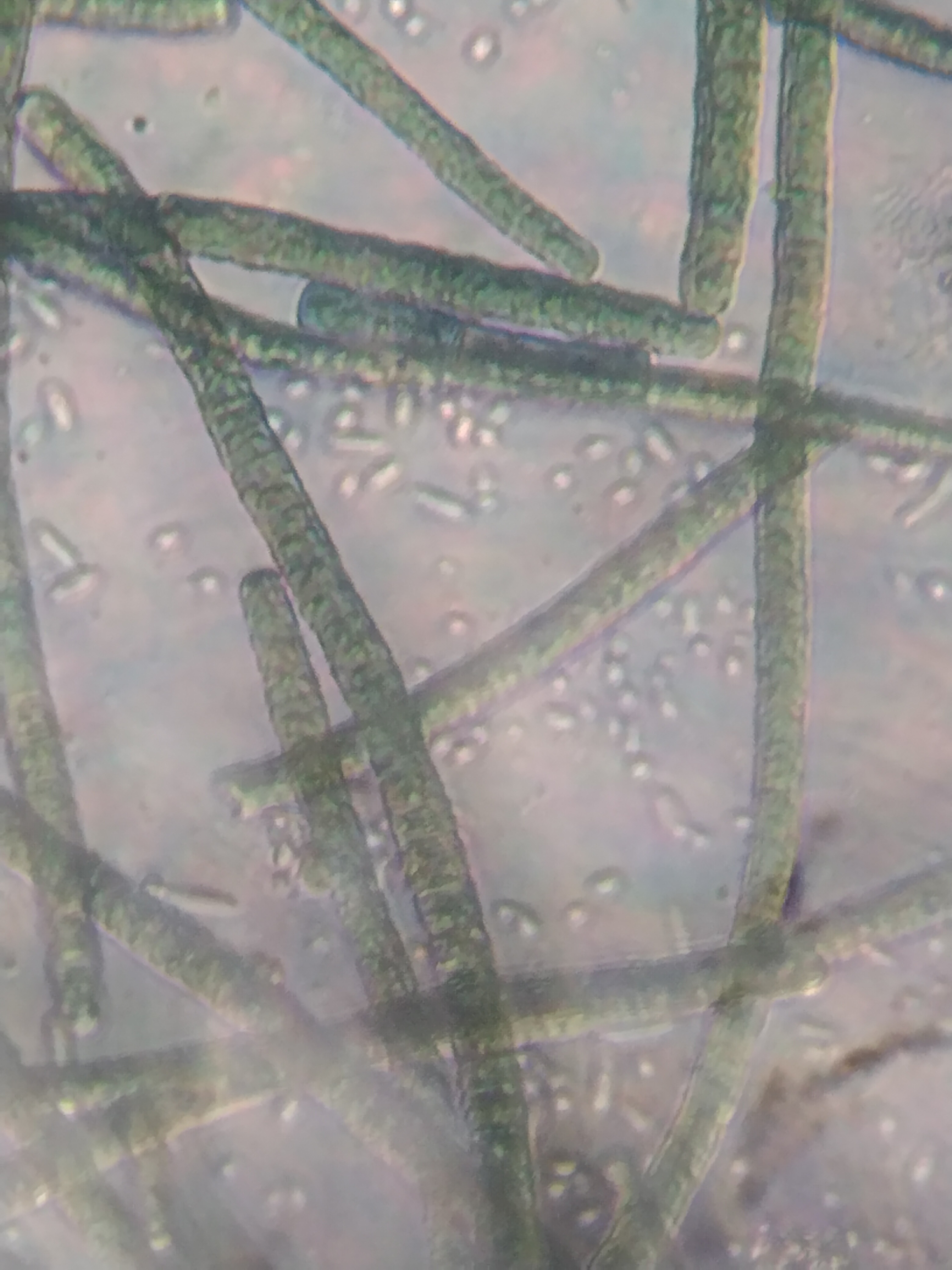 Spirulina (Cyanobacteria)