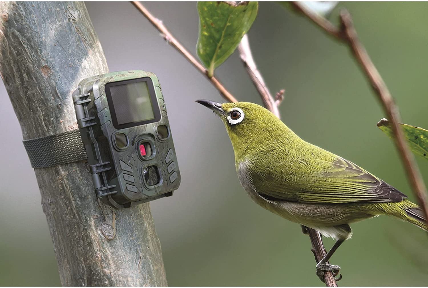 Camara foto-videotrampeo autonoma 1080 p. nocturna y diurna