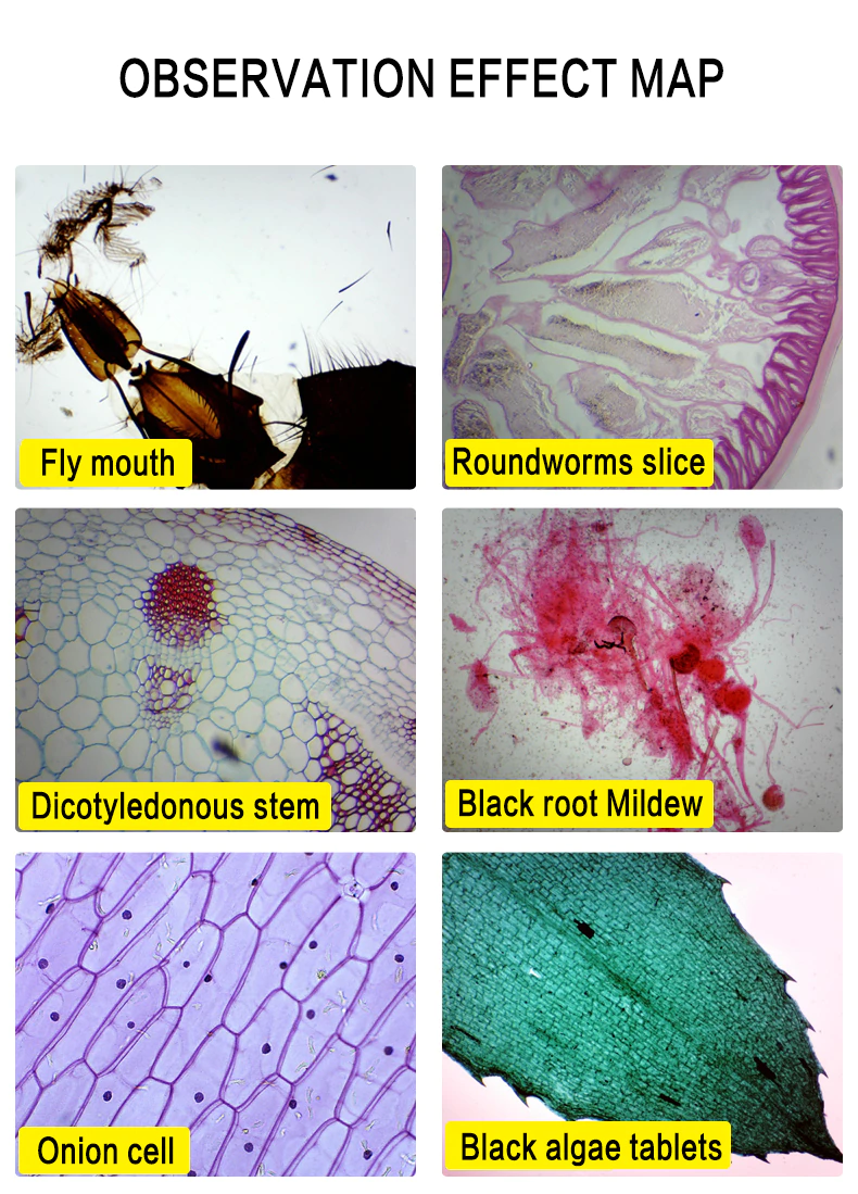 Microscopio biológico monocular HD 2000 x, accesorios 13 piezas, ocular electrónico, Monocular, laboratorio de estudiantes