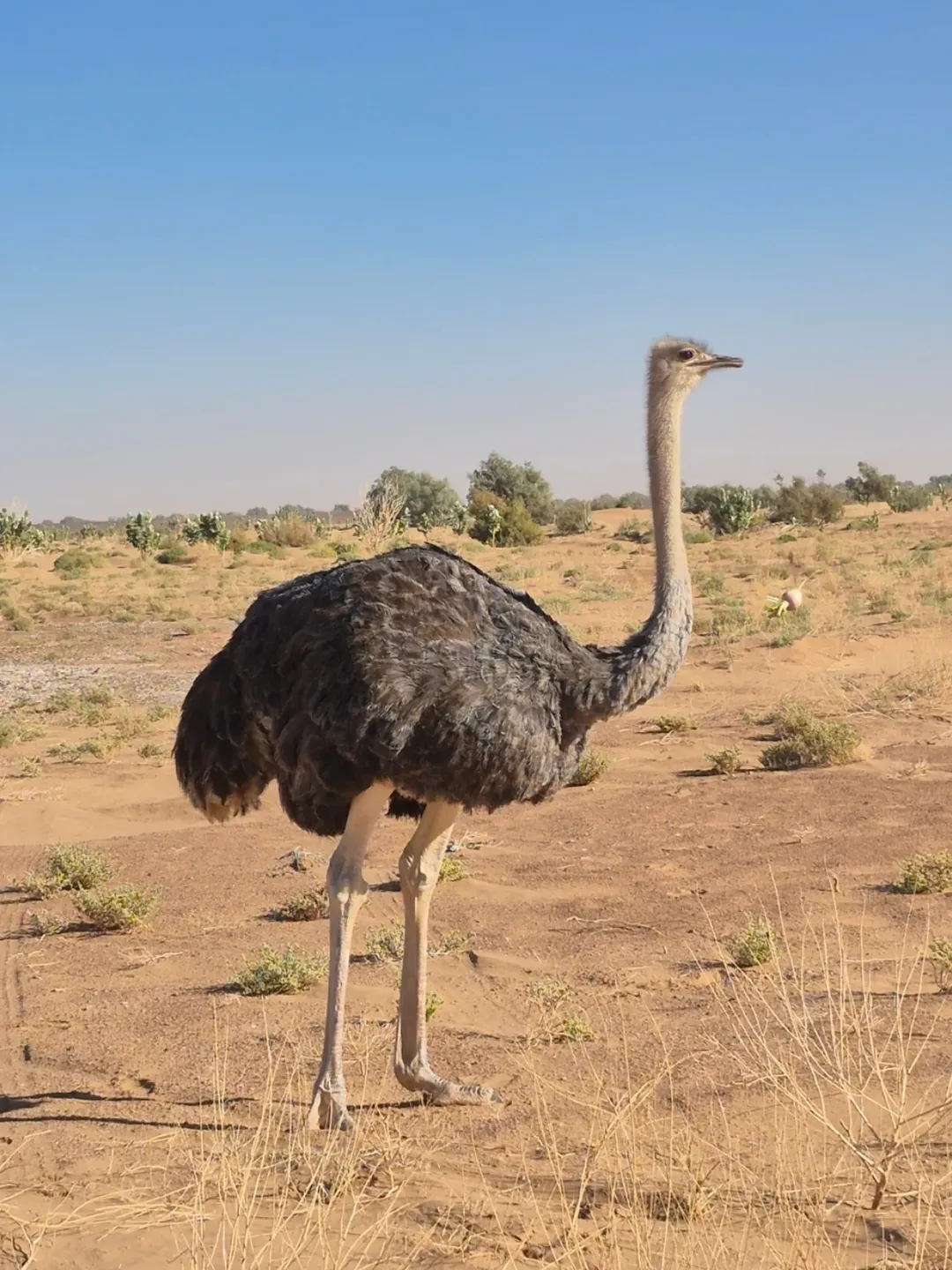 3 Days / 2 Nights Chigaga Desert Tour from Agadir – Sahara Adventure