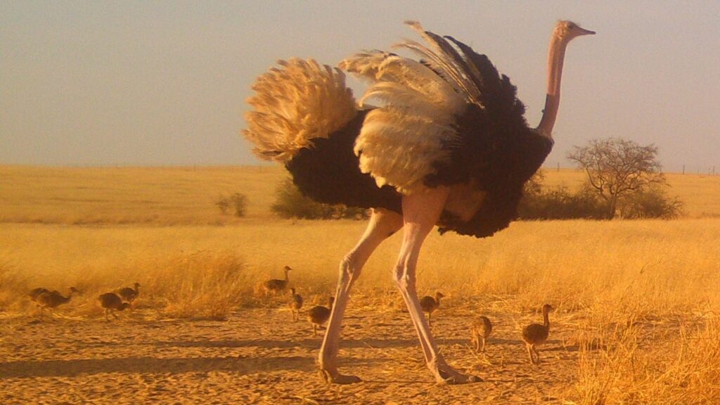 Marrakech to Erg Chigaga & Draa Valley – 4‑Day Desert Tour