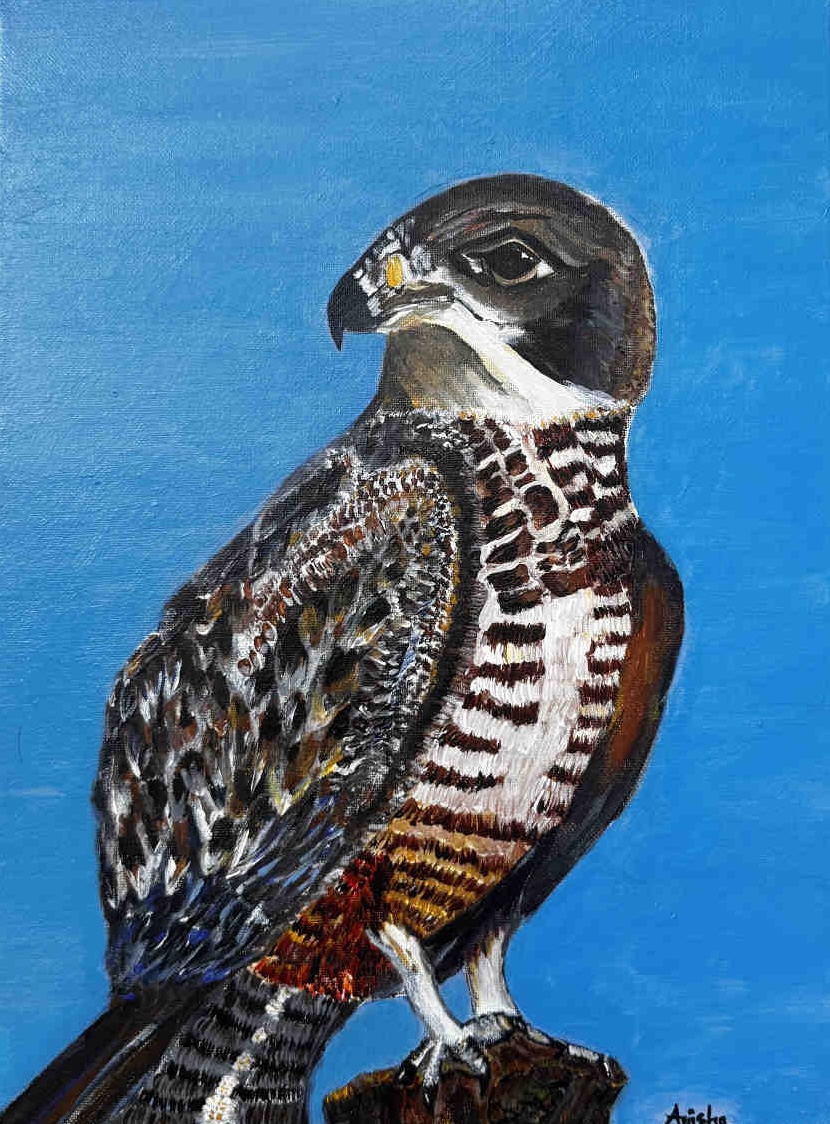 Orange Breasted Falcon